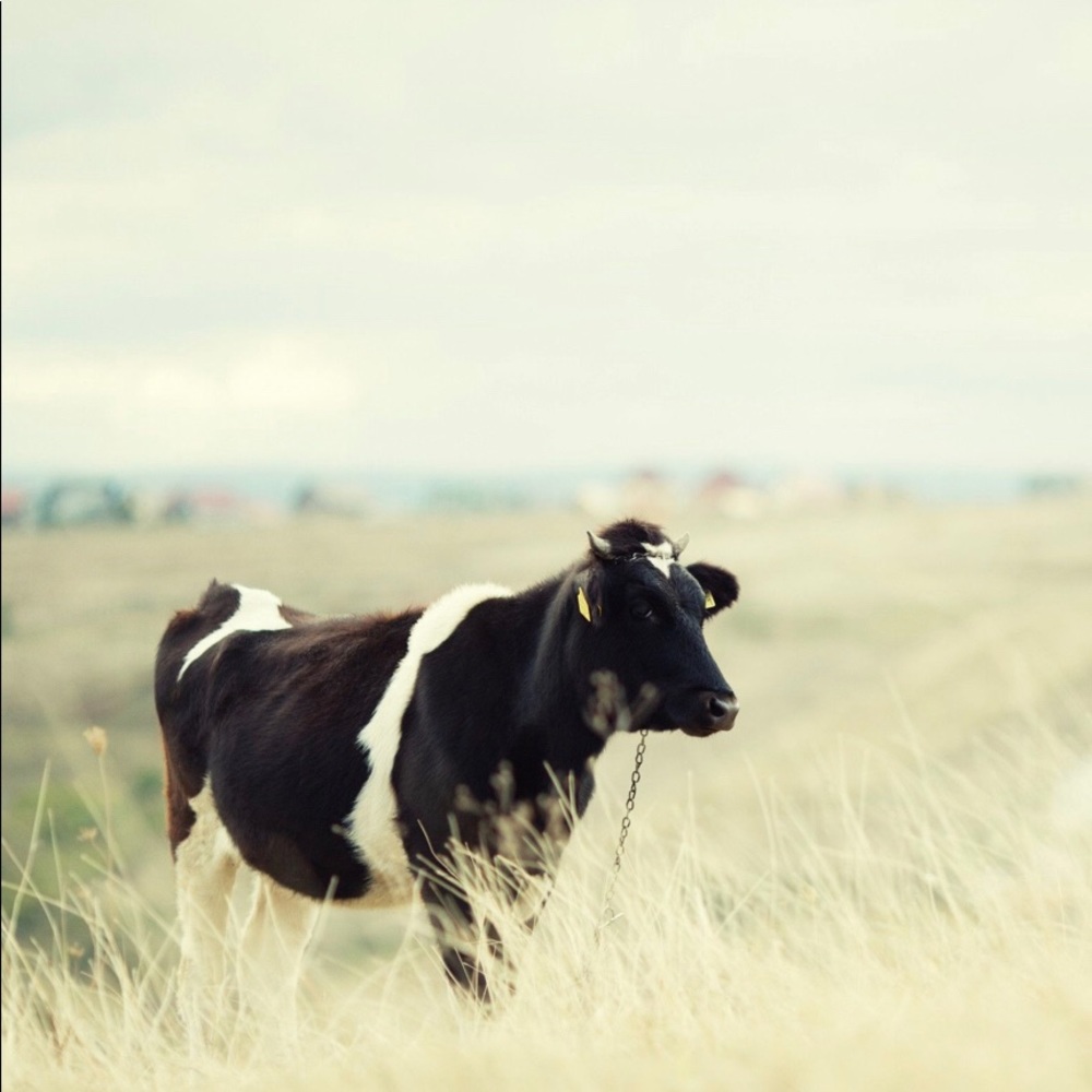 Meet your Posher, Katrina